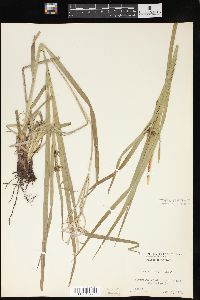 Carex grayi image