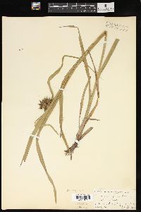 Carex grayi image