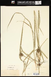 Carex grayi image