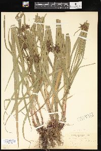 Carex grayi image