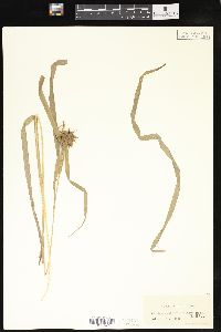 Carex grayi image