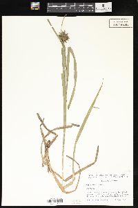 Carex grayi image