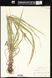 Carex grayi image