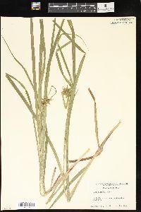 Carex grayi image