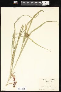 Carex grayi image