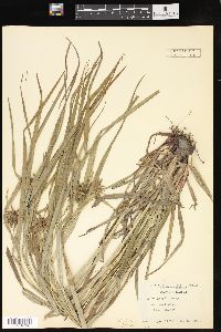 Carex grayi image