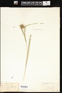 Carex grayi image