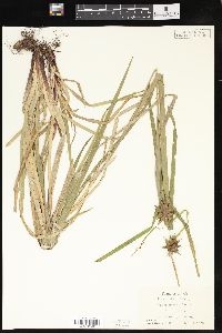 Carex grayi image