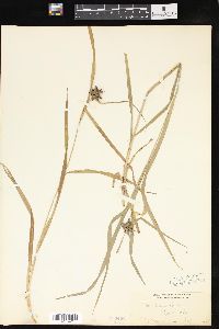 Carex grayi image