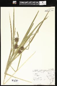 Carex grayi image