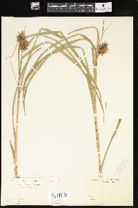 Carex grayi image