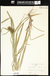 Carex grayi image