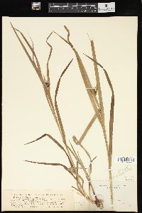 Carex grayi image