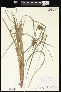 Carex grayi image