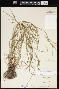 Carex grisea image