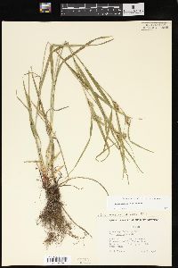 Carex grisea image