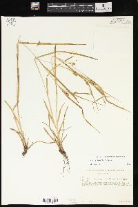 Carex grisea image