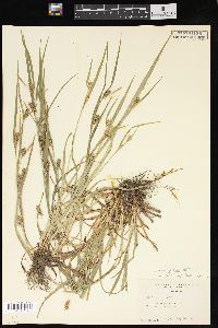 Carex grisea image