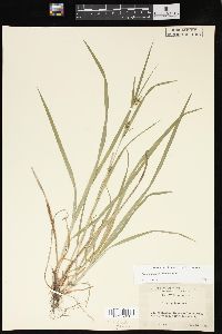 Carex grisea image