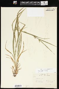 Carex grisea image