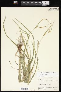 Carex grisea image