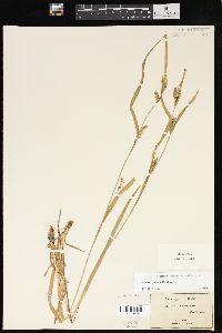 Carex grisea image