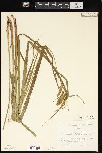 Carex gynandra image