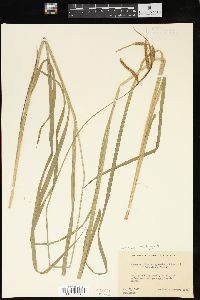 Carex gynandra image