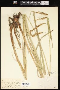 Carex gynandra image