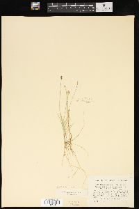 Carex gynocrates image