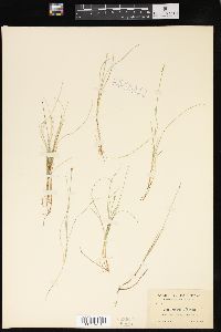 Carex gynocrates image