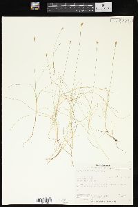 Carex gynocrates image