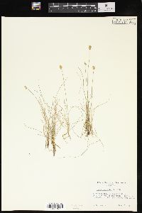 Carex gynocrates image