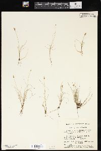 Carex gynocrates image