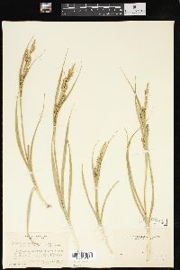 Carex oregonensis image