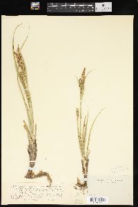 Carex oregonensis image