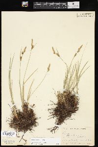 Carex haydenii image