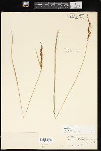 Carex haydenii image