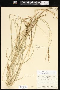 Carex haydenii image