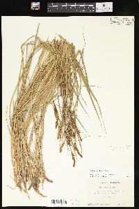 Carex haydenii image