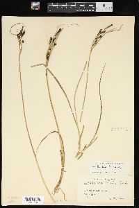 Carex hindsii image