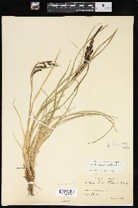 Carex hindsii image