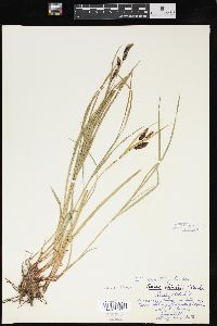 Carex hindsii image