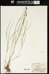 Carex hindsii image