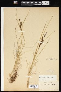 Carex hindsii image