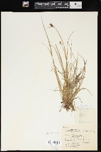 Carex hindsii image