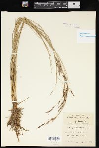Carex hindsii image