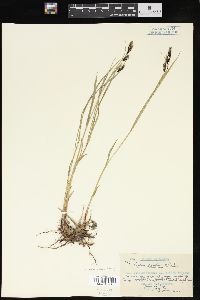 Carex hindsii image