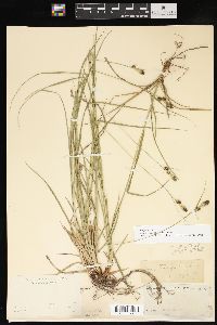 Carex bushii image