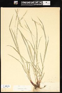 Carex hirtifolia image